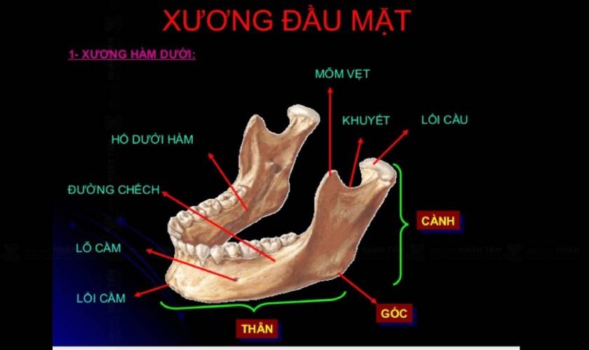 Giải phẫu xương hàm dưới