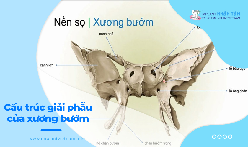 Giải phẫu cơ vùng mặt – Tìm hiểu về xương bướm