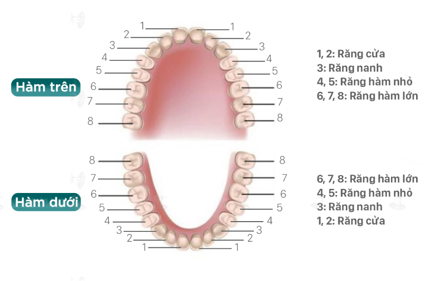 Răng số 3 còn được gọi là răng nanh