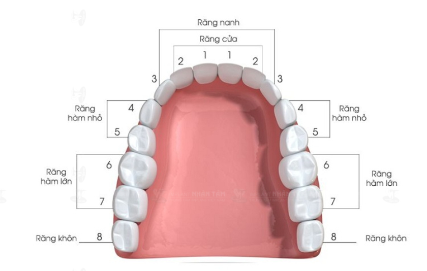 Răng số 5 thuộc nhóm răng hàm nhỏ, có chức năng cắn, xé thức ăn