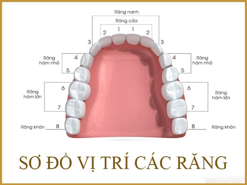 Răng số 7 thuộc nhóm răng hàm lớn, đảm nhận chức năng nhai và nghiền nát thức ăn