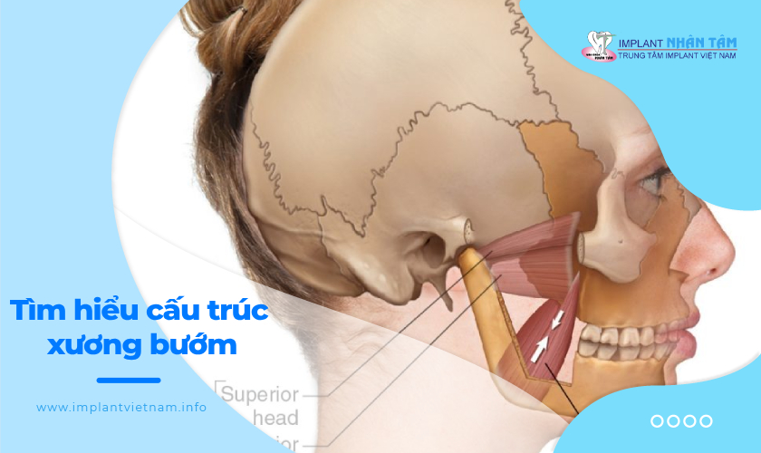 Tìm hiểu về cấu trúc của xương bướm