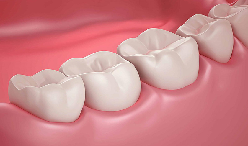 Răng hàm có mặt nhai rộng, có rãnh, chân răng có từ 2 đến 4 chân