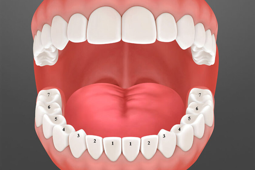 Răng hàm đóng một vai trò quan trọng