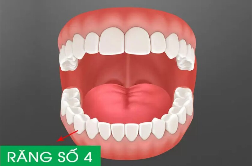Răng số 4 là chiếc răng tiền hàm thứ nhất thuộc nhóm răng hàm nhỏ
