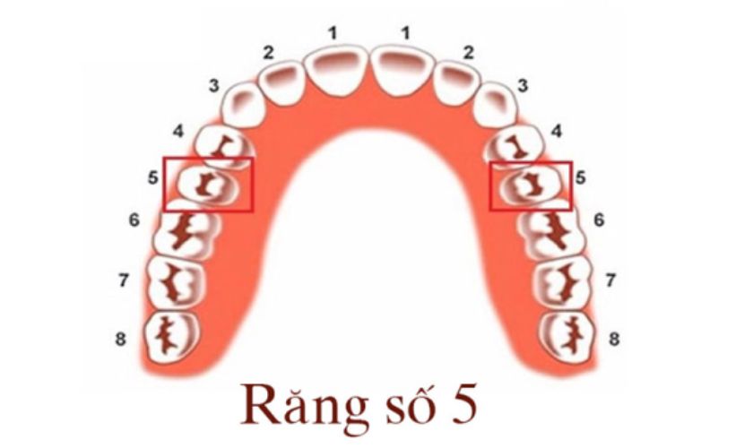 Răng số 5 có chức năng nhai và nghiền thức ăn