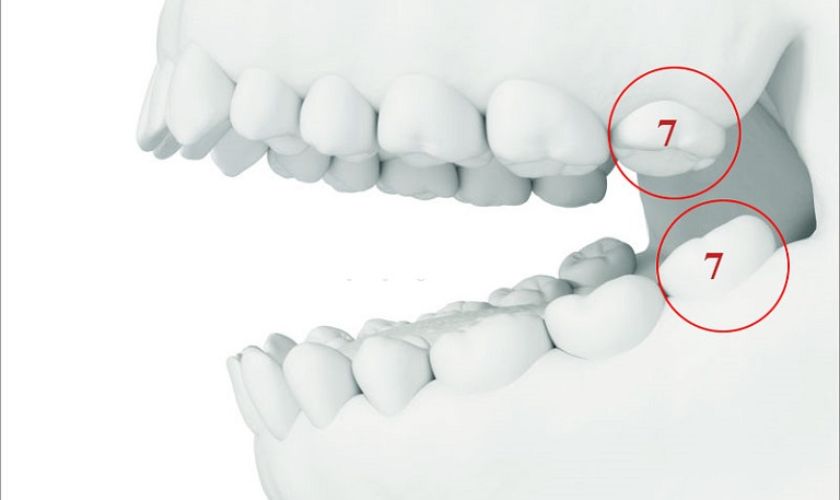 Răng số 7 có vai trò quan trọng trong quá trình ăn nhai