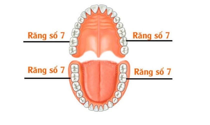 Răng số 7 sẽ chỉ mọc 1 lần duy nhất và có chức năng nhai, nghiền nát thức ăn