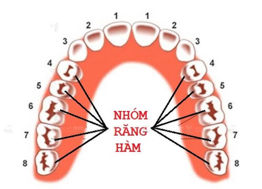 Sơ đồ nhóm răng hàm