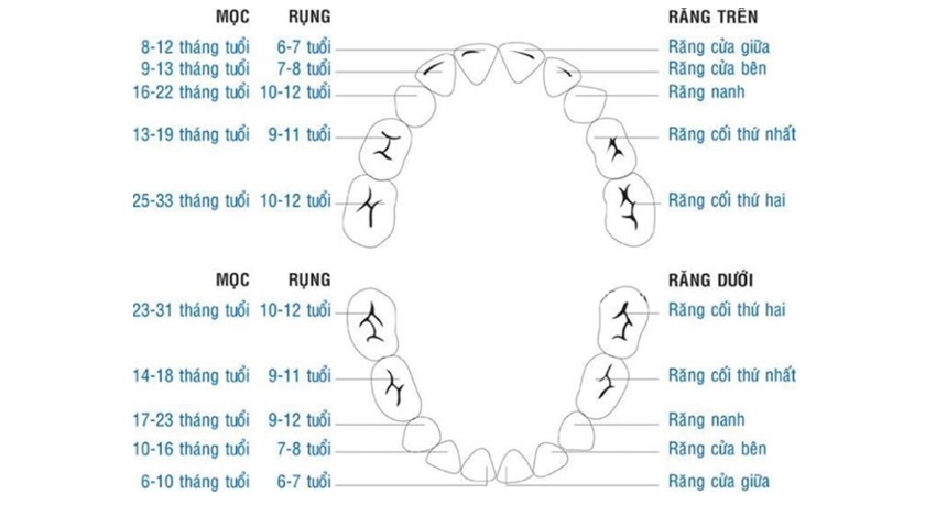 Tình tự mọc và thay răng sữa ở trẻ