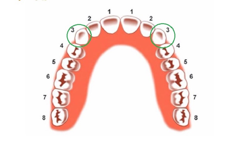 Vị trí của răng nanh